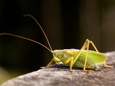 Small and delicate insect vibration measurement