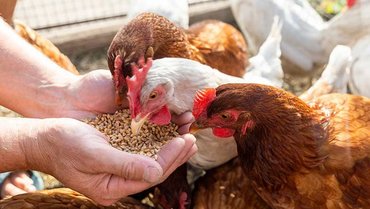 NIR process technology for agriculture and animal feed - Polytec NIR process technology for agriculture and animal feed - Polytec
