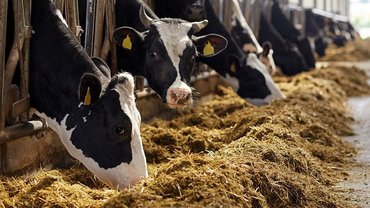 Animal feed cows Animal feed cows