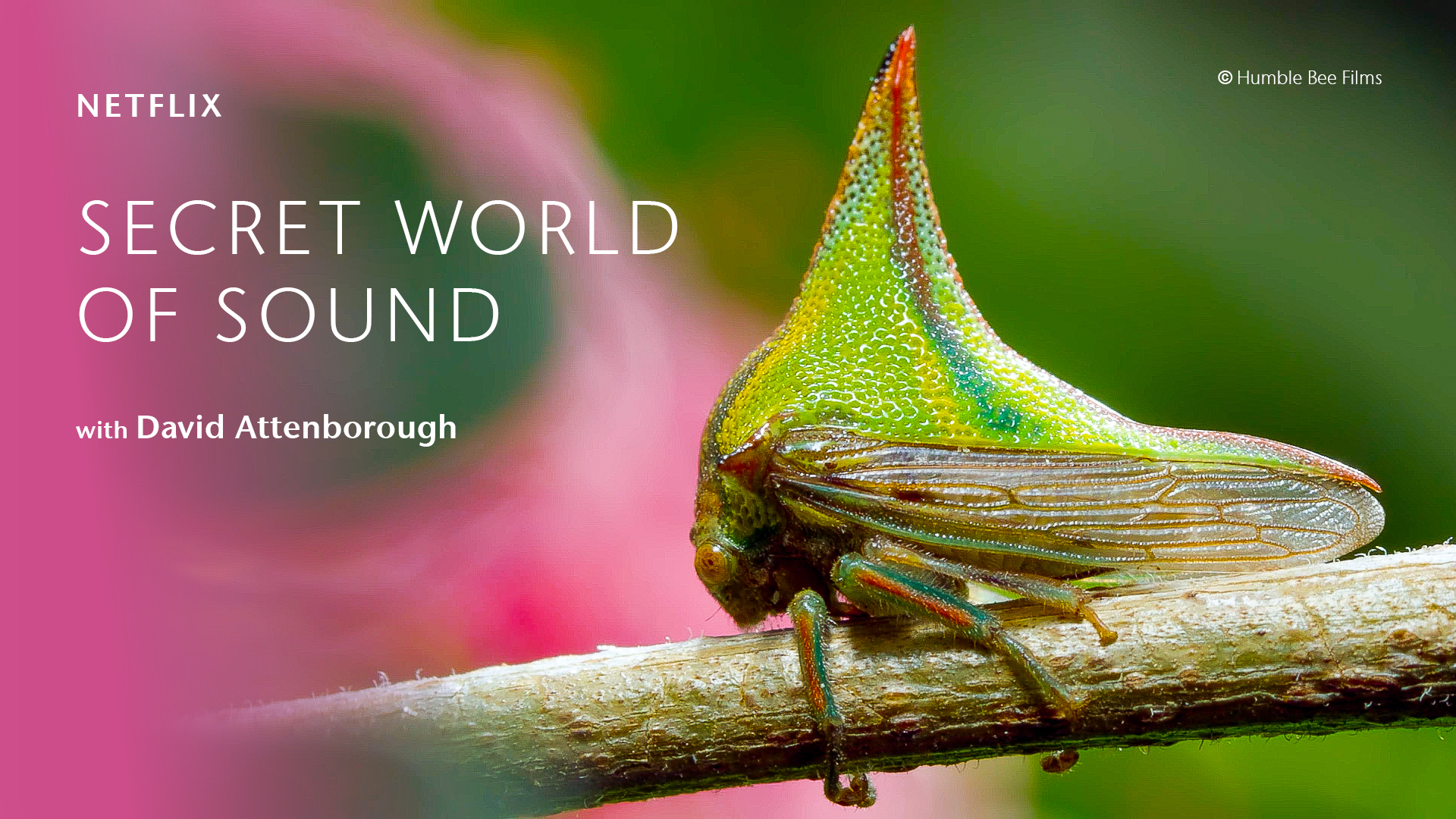 SecretWorldofSound_Netflix