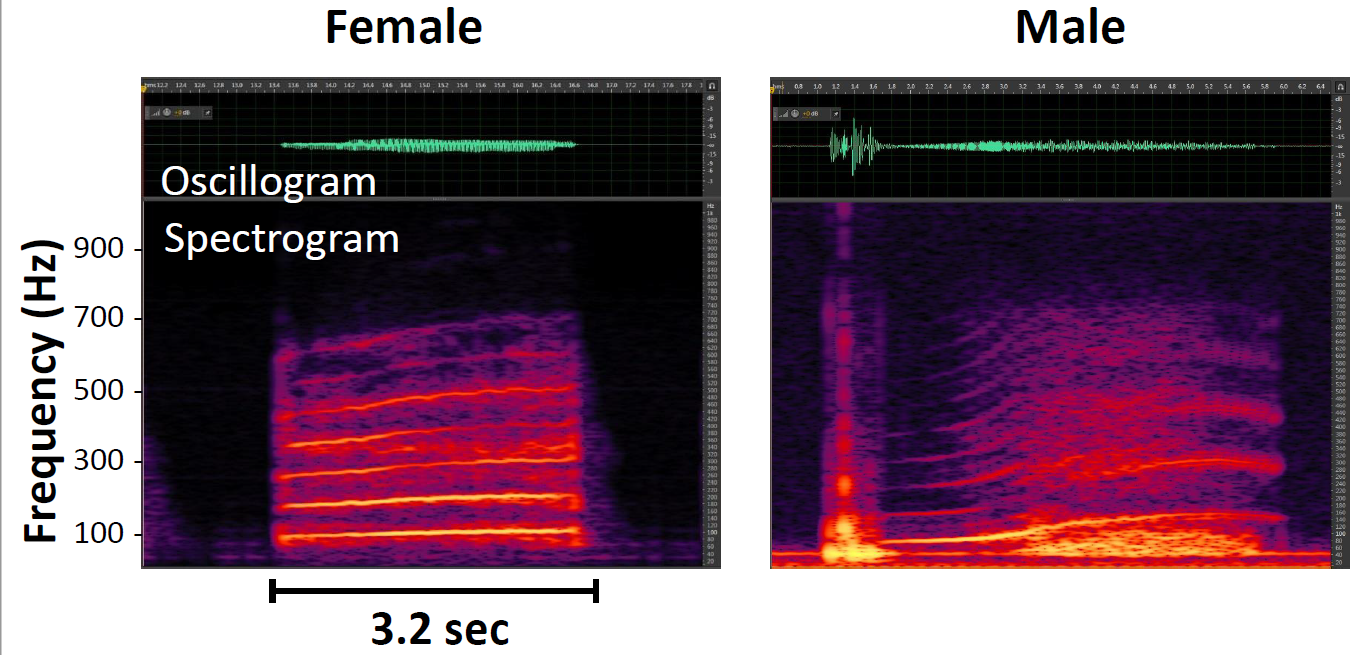 Spectogram analysis of mating calls of glossy-winged shaprshooters studying their communication in non-invasive pest-control on vineyards Spectogram analysis of mating calls of glossy-winged shaprshooters studying their communication in non-invasive pest-control on vineyards