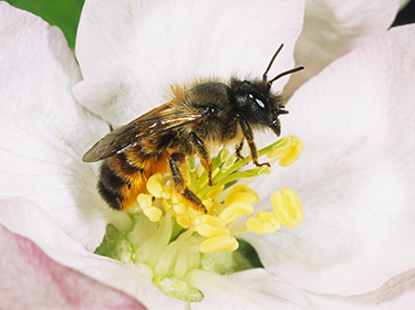 Investigating the mating communication of the red mason bee Investigating the mating communication of the red mason bee