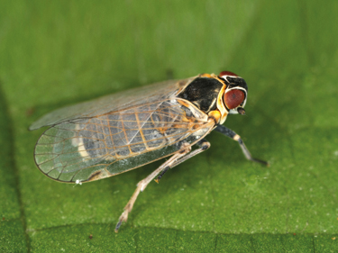 Entomology study of cicada species and their particular communication Entomology study of cicada species and their particular communication